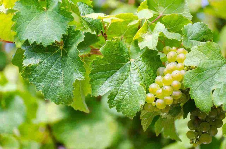 Les Bienfaits Insoup Onn S Des Feuilles De Raisin Polture