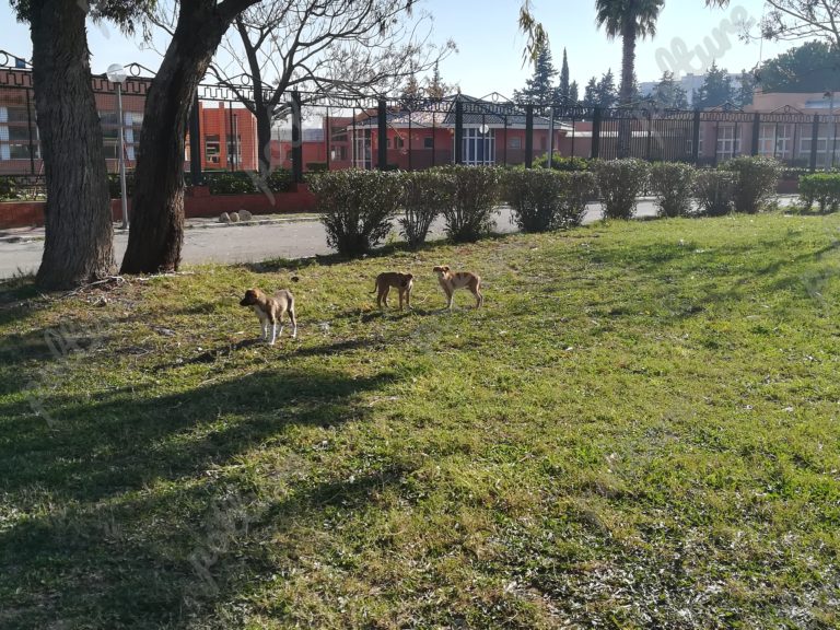 polture-tunisie-chien-errant-menzah