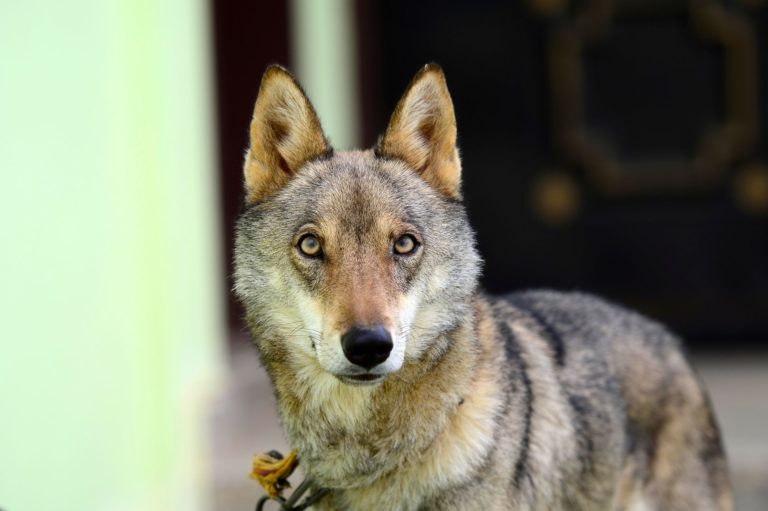 Un-loup-filme-pres-d-un-petit-village-en-Charente