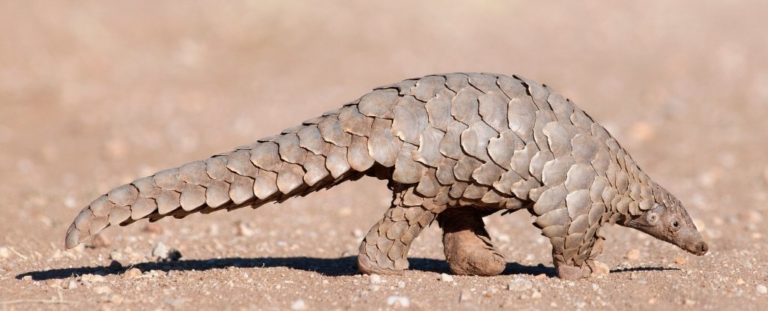 pangolincorona_1024