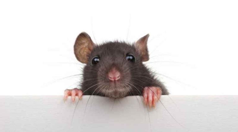 hantavirus souris
