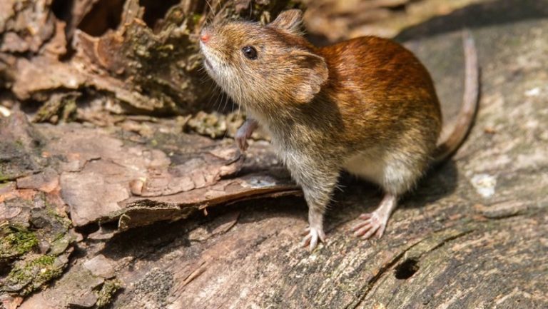 virus hanta souris rat