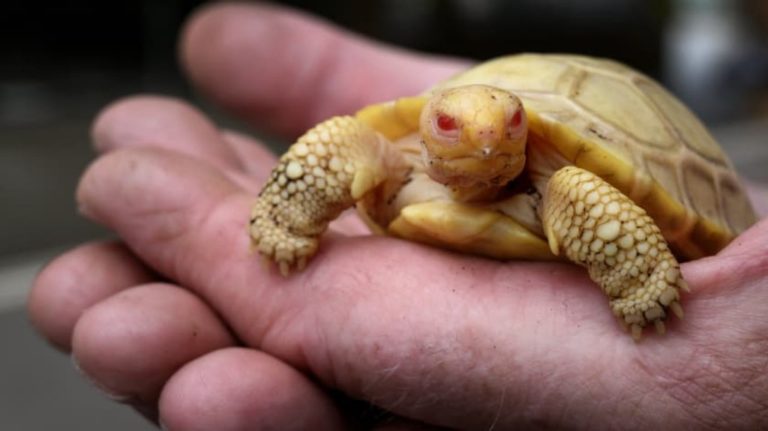 tortue albinos