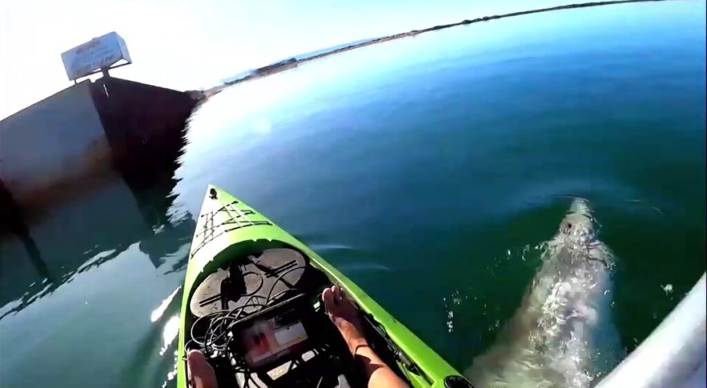 attaque de requin Australie