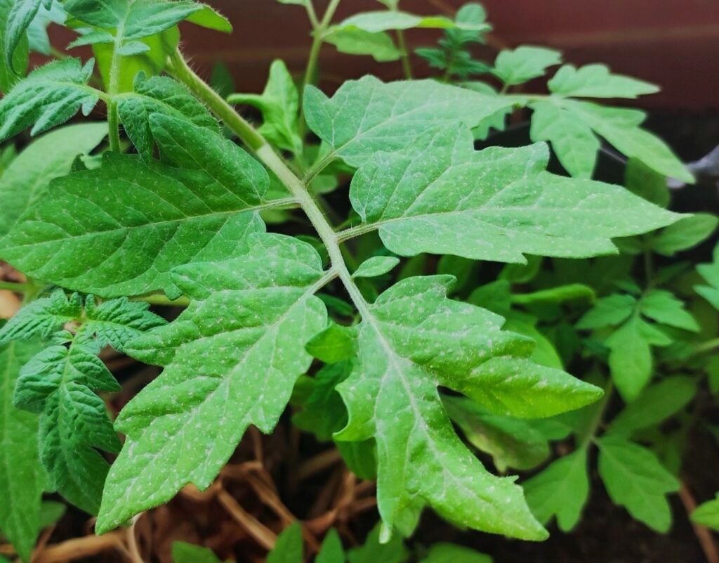 feuilles de tomates_1