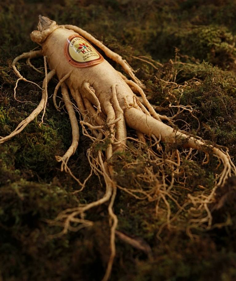 ginseng