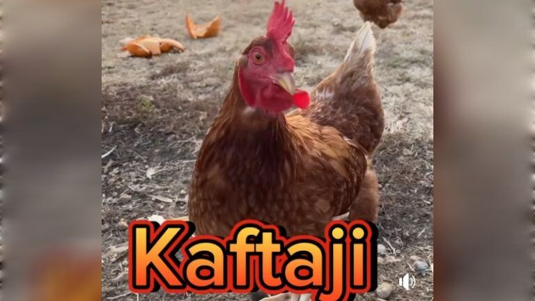 Bassem Hamraoui Kafteji