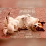 Lobna, la chienne héroïne de La Soukra